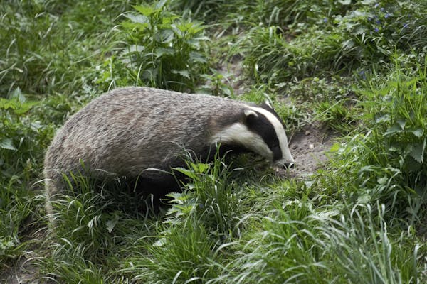 Nottinghamshire Wildlife Trust