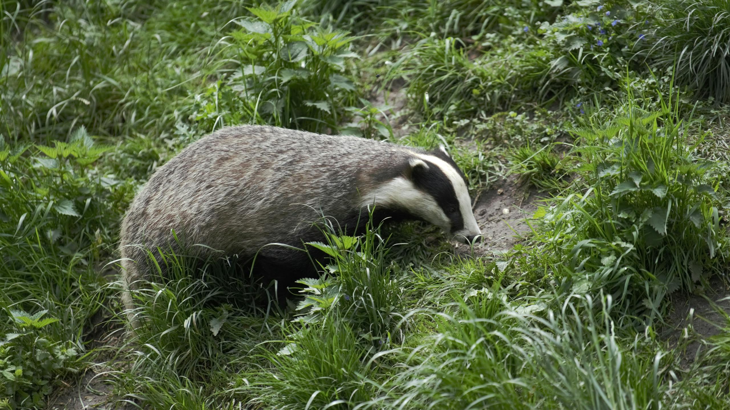 A European Badger explores its grassy surroundings, showcasing its natural behavior in the wild.