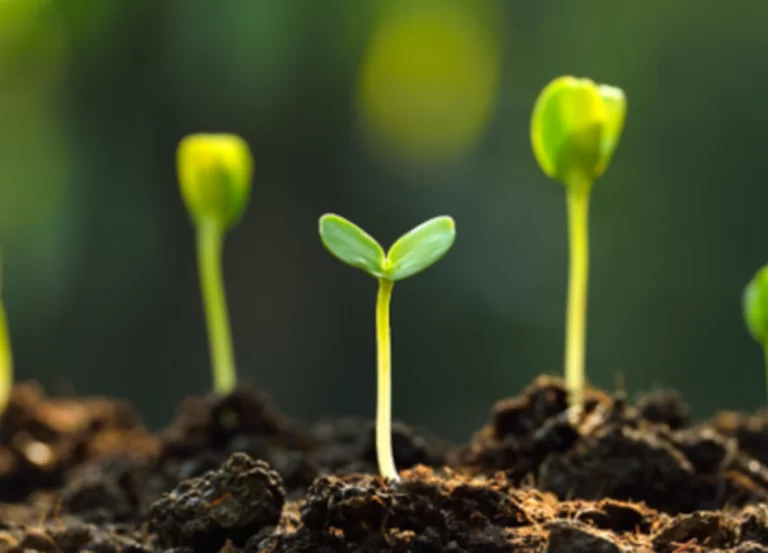 Short term placements for long term impact